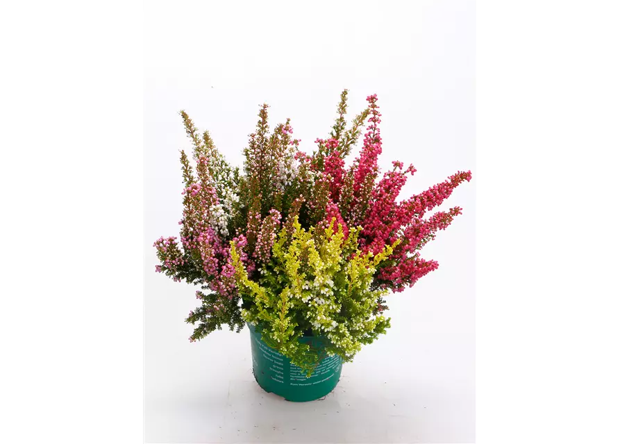 Erica gracilis Trio 'Beauty Queens'