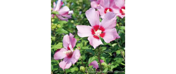 TOP 5 HECKENPFLANZEN im portrait TOP 5 HECKENPFLANZEN im portrait