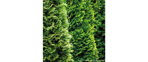 TOP 5 HECKENPFLANZEN im portrait TOP 5 HECKENPFLANZEN im portrait