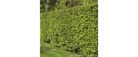 TOP 5 HECKENPFLANZEN im portrait TOP 5 HECKENPFLANZEN im portrait