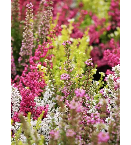 Erica gracilis Trio 'Beauty Queens'