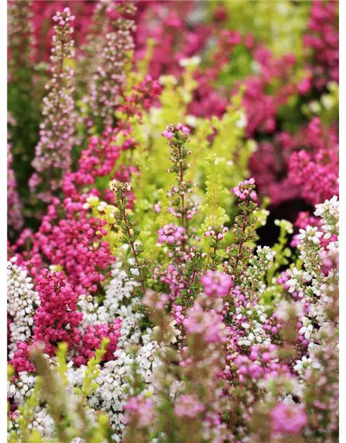 Erica gracilis Trio 'Beauty Queens'