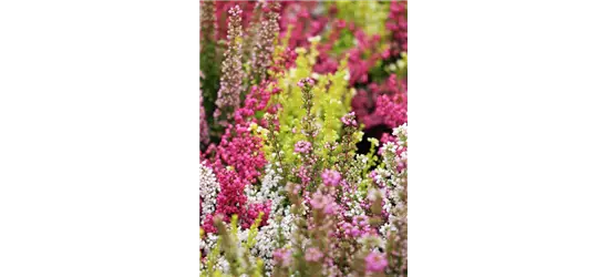 Erica gracilis Trio 'Beauty Queens'