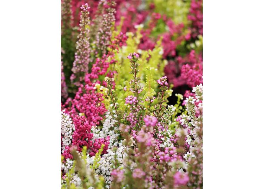 Erica gracilis Trio 'Beauty Queens'