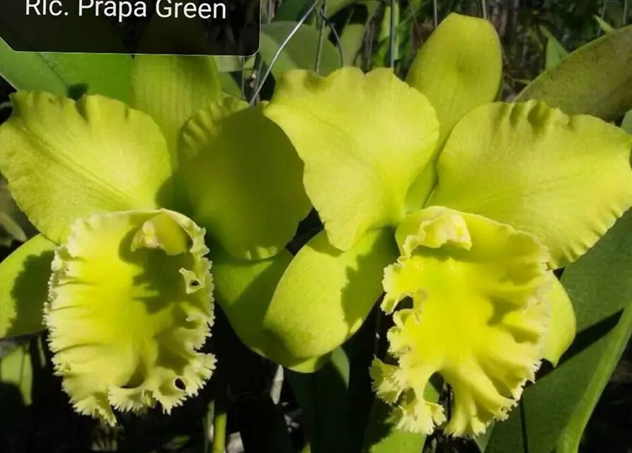 Rlc. Prada Green