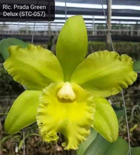 Rlc. Prada Green Deluxe