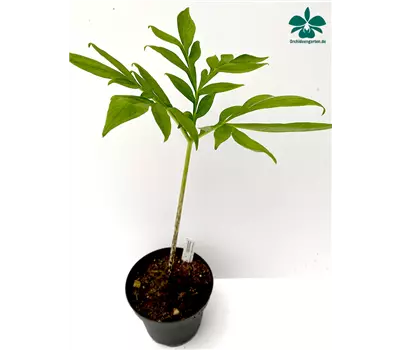 Amorphophallus mossambicensis