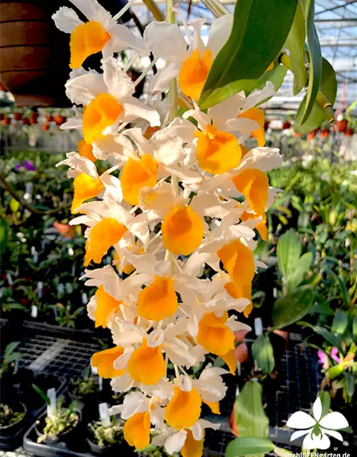 Dendrobium thyrsiflorum