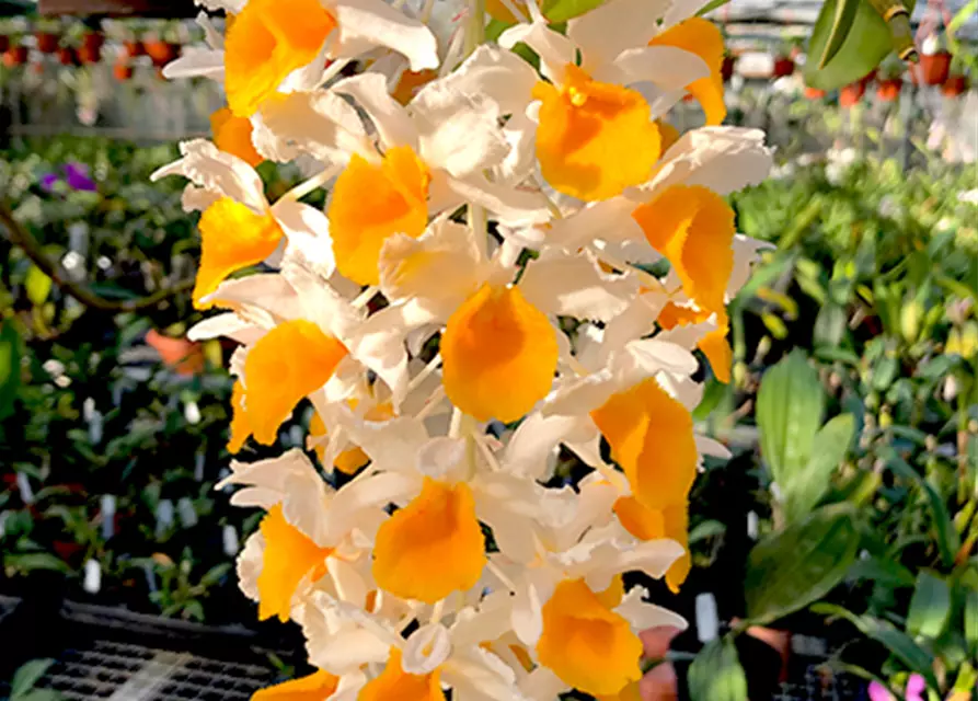 Dendrobium thyrsiflorum