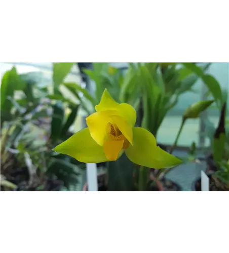 Lycaste Taurus (angelae x Yoko’s Sister)
