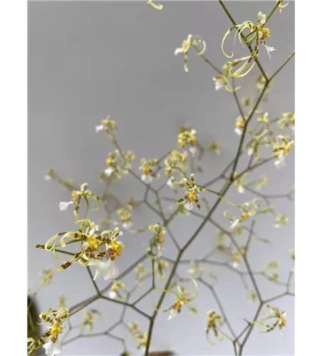Oncidium phymatochillum