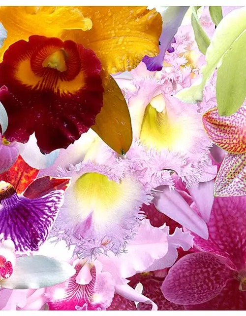 Überraschungsorchidee mit Blüten