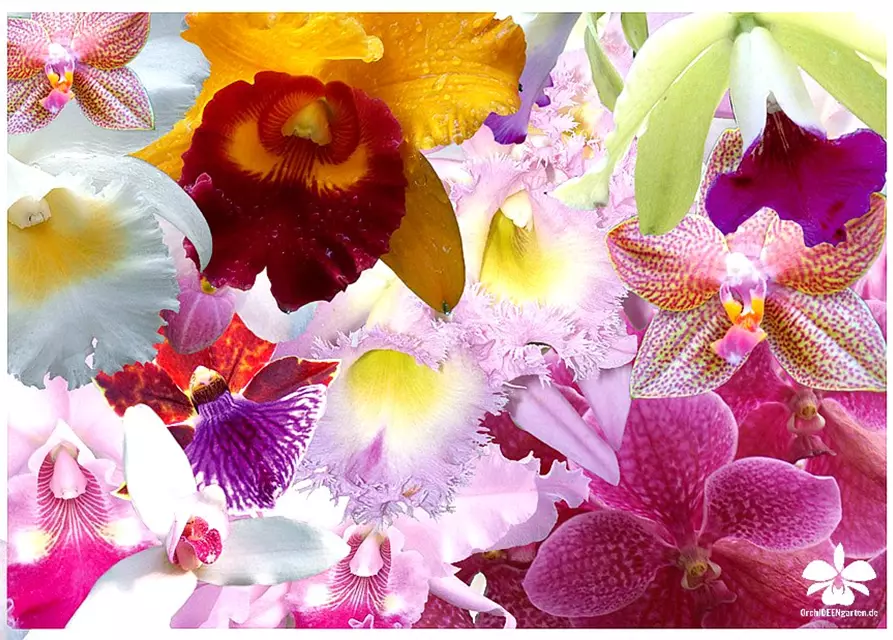 Überraschungsorchidee mit Blüten