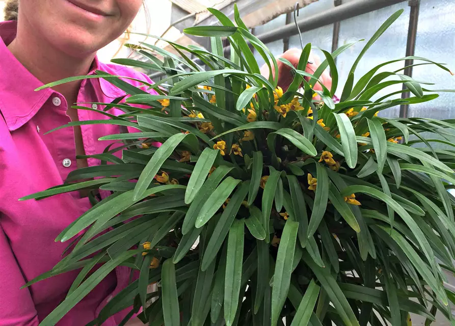 Maxillaria variabilis