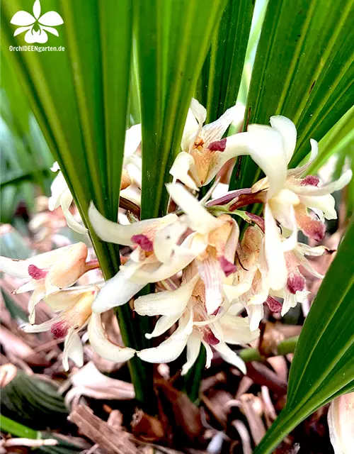 Xylobium species