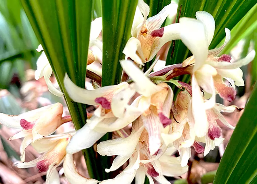 Xylobium species
