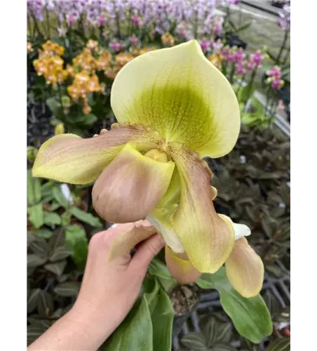 Paphiopedilum (primulinum x Green Jewel) x (Pinocchio x Pacific Emerald)
