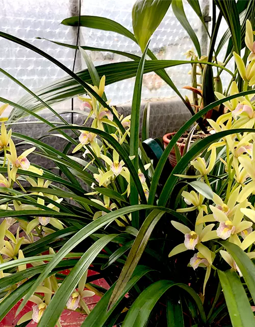 Cymbidium Green Breeze