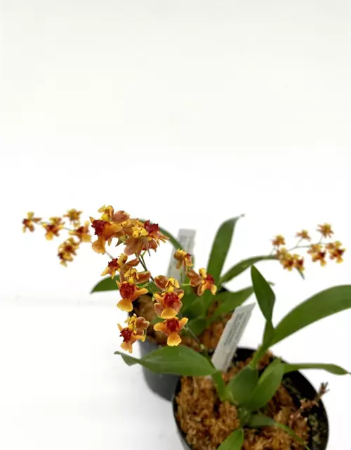 Oncidium Twinkle Anne