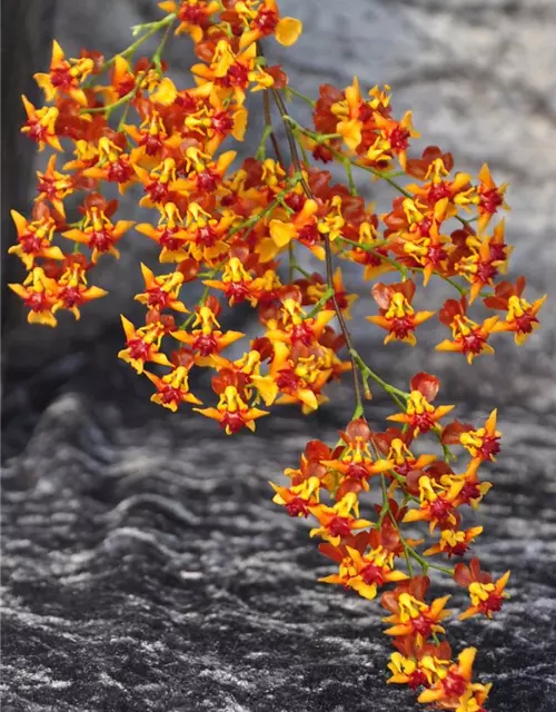 Oncidium Twinkle Anne