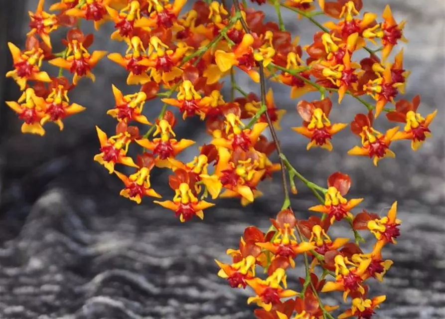 Oncidium Twinkle Anne