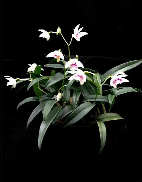 Dendrobium kingianum alba weiß mit roter Lippe (9 cm Topf)