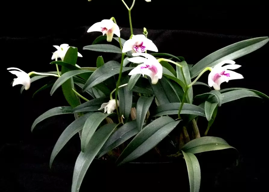 Dendrobium kingianum alba weiß mit roter Lippe (9 cm Topf)