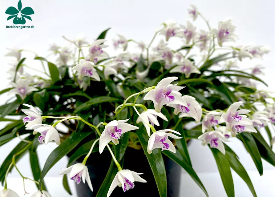 Dendrobium kingianum alba weiß mit roter Lippe (9 cm Topf)