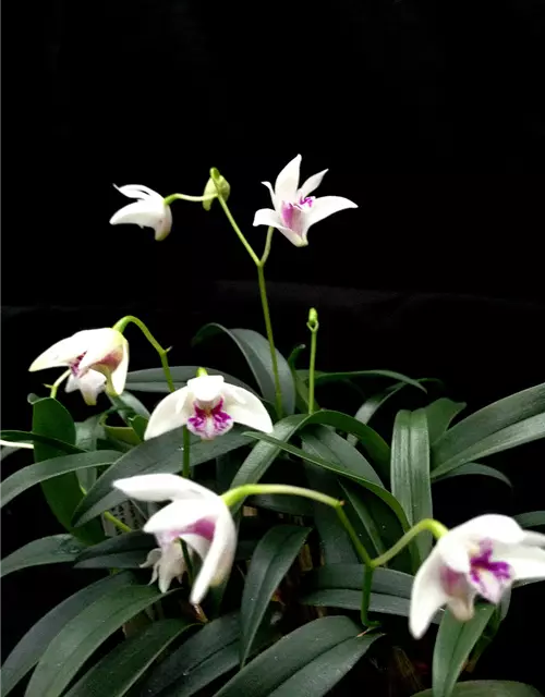 Dendrobium kingianum alba weiß mit roter Lippe (9 cm Topf)