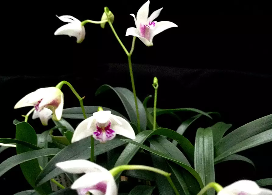 Dendrobium kingianum alba weiß mit roter Lippe (9 cm Topf)