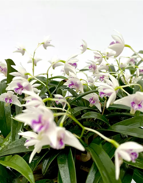 Dendrobium kingianum alba weiß mit roter Lippe (9 cm Topf)