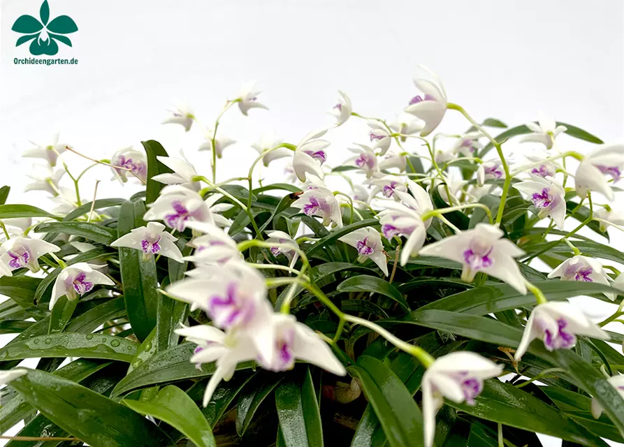 Dendrobium kingianum alba weiß mit roter Lippe (9 cm Topf)