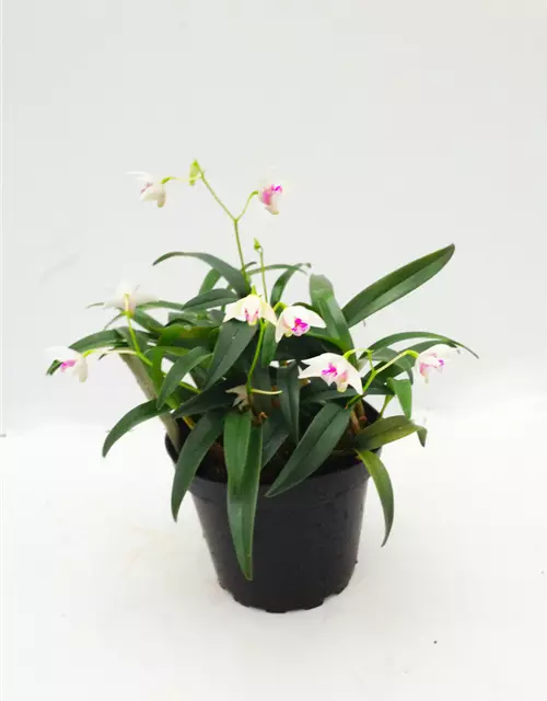 Dendrobium kingianum alba weiß mit roter Lippe (9 cm Topf)