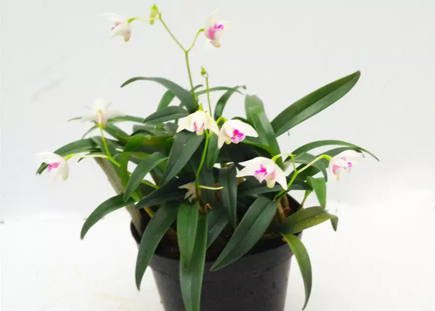 Dendrobium kingianum alba weiß mit roter Lippe (9 cm Topf)