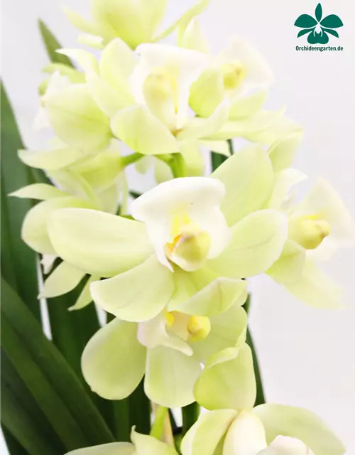 Cymbidium Pleiades weiß