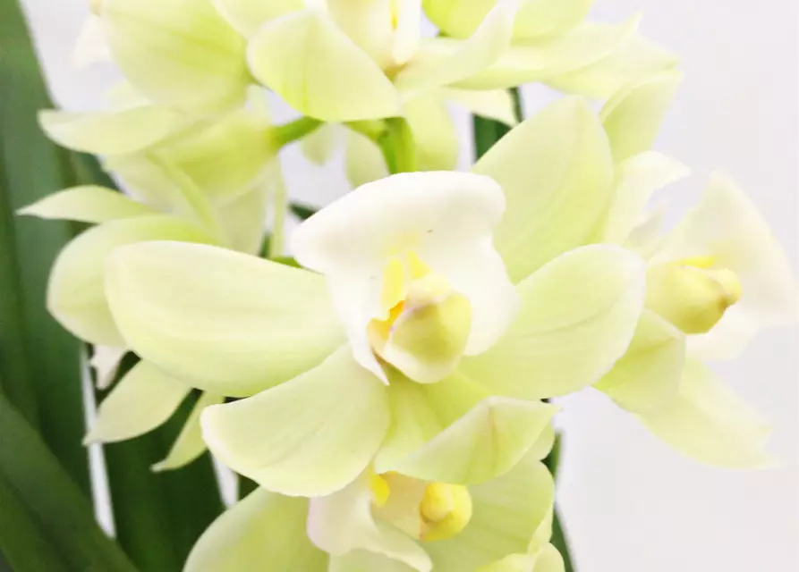Cymbidium Pleiades weiß