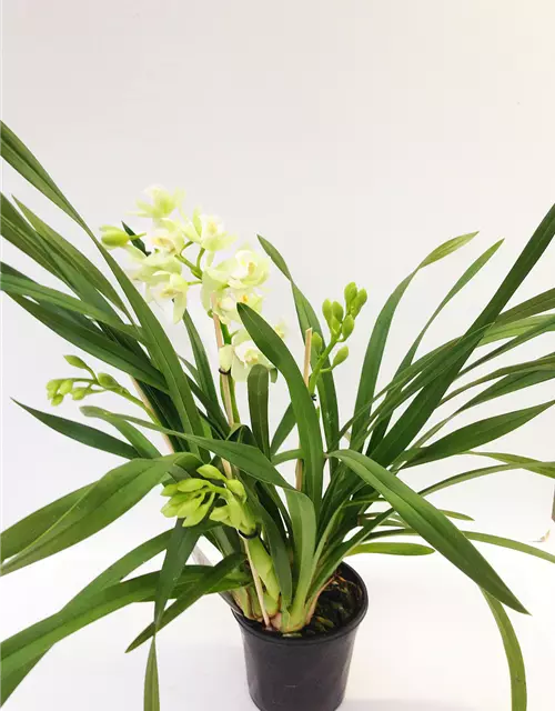 Cymbidium Pleiades weiß