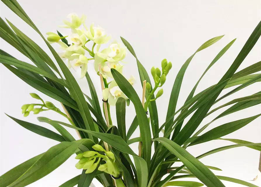 Cymbidium Pleiades weiß