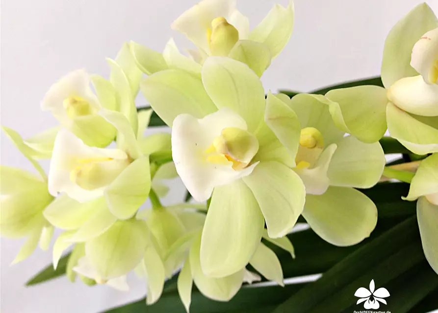 Cymbidium Pleiades weiß