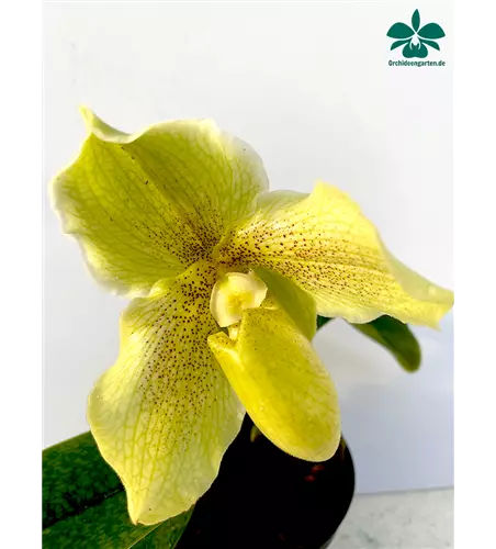Paphiopedilum malipoense Hybride