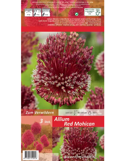Zierlauch 'Red Mohican' (Allium)