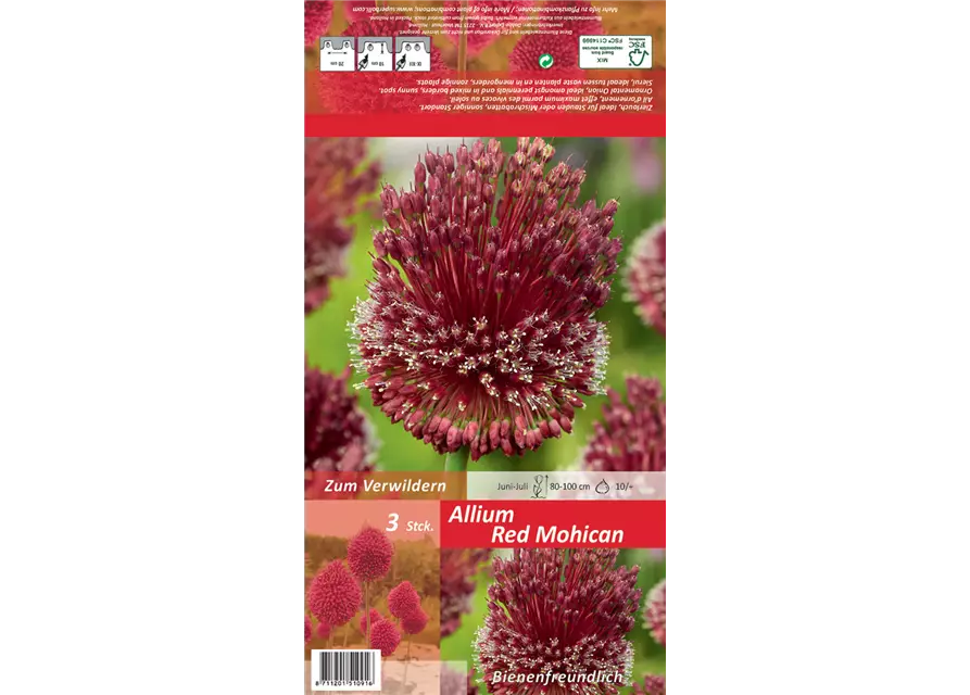 Zierlauch 'Red Mohican' (Allium)