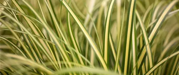 Wie der Balkon im Winter zum blühenden Pflanzenparadies wird Wie der Balkon im Winter zum blühenden Pflanzenparadies wird