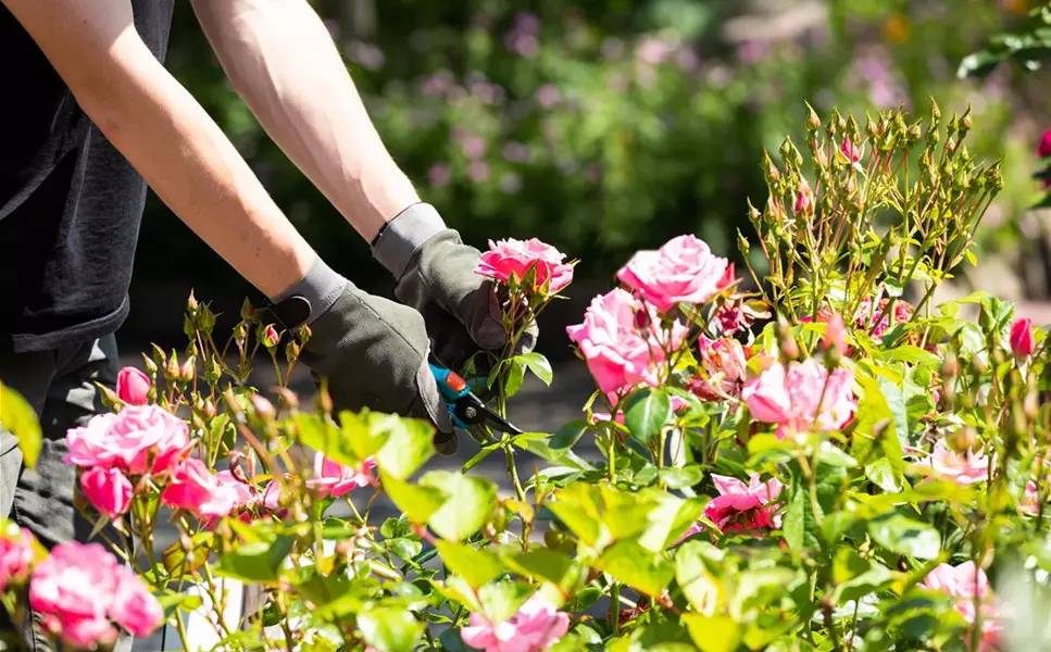 Perfekter Rosenschnitt leicht gemacht - So schneidest Du Deine Rosen richtig!
