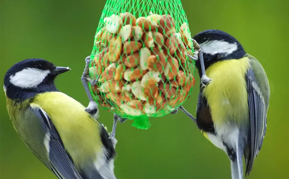 Tipps zur - Vogelfütterung