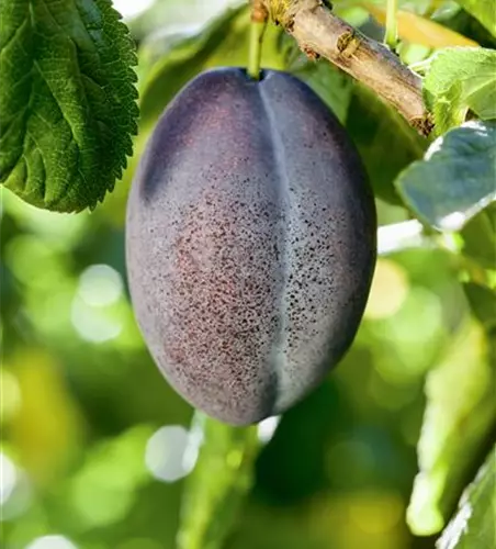 Säulen-Zwetschge 'Anja'