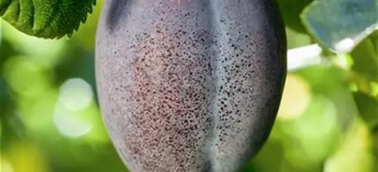 Säulen-Zwetschge 'Anja'