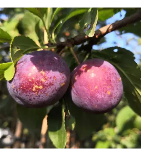 Pflaume 'Kirkespflaume'