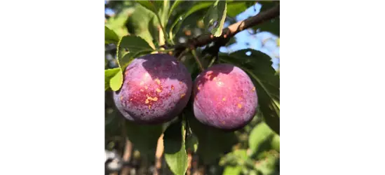 Pflaume 'Kirkespflaume'