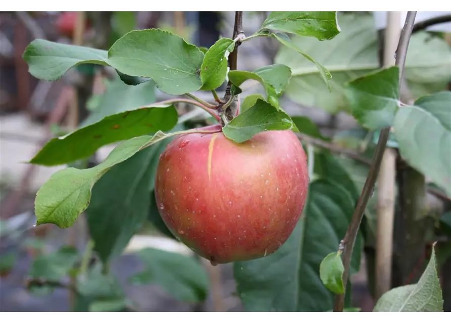 Apfel 'Roter Gravensteiner'
